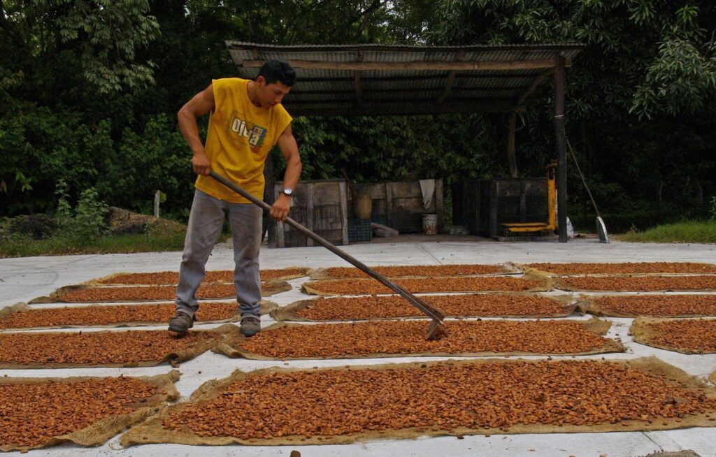 tabasco-cacao093